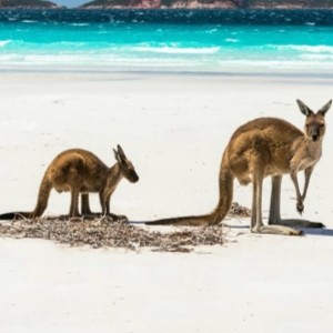 Lowe - la congolese (Instrumental)